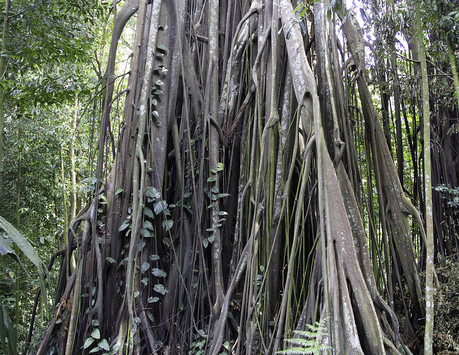 Large hanging roots of a tree in the rainforest inside Botanic g Photograph by Ashish Agarwal