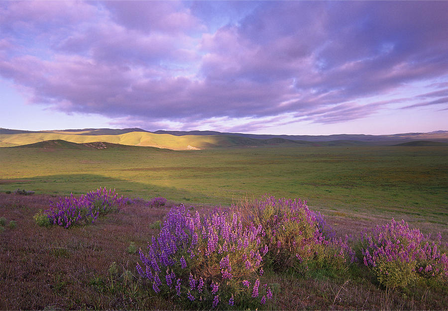 Large Leaved Lupine In Bloom Photograph by Tim Fitzharris