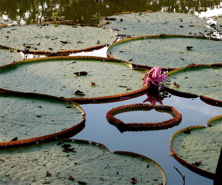 Large Lily Pads of the Amazon Photograph by Rebecca Wood