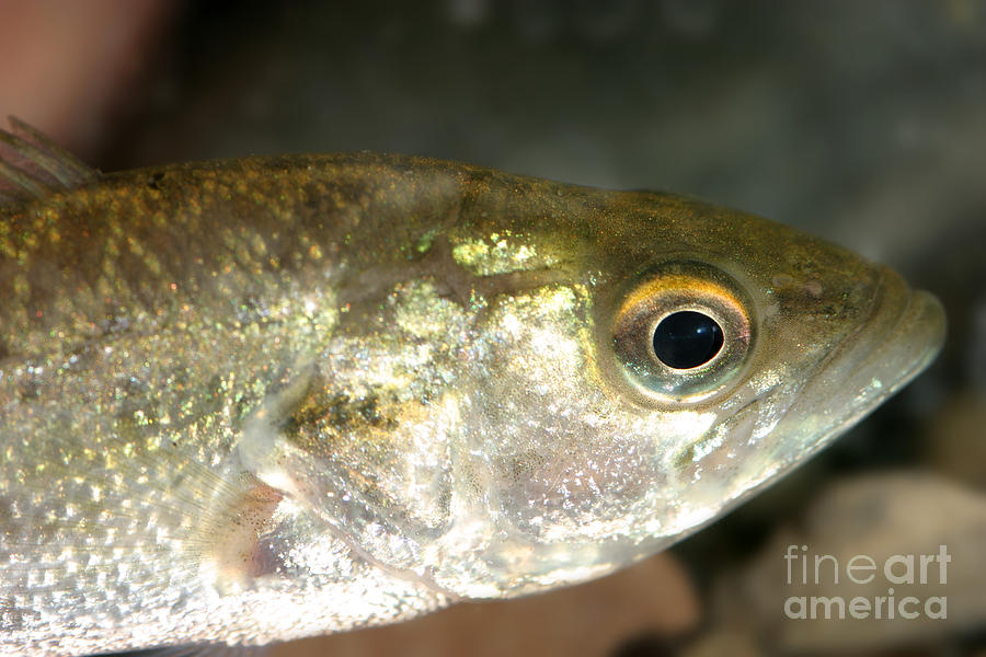 Large-mouth Bass Minnow Photograph by Ted Kinsman - Pixels