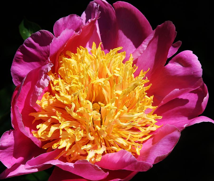 Large Pink Peony Photograph by Bruce Bley