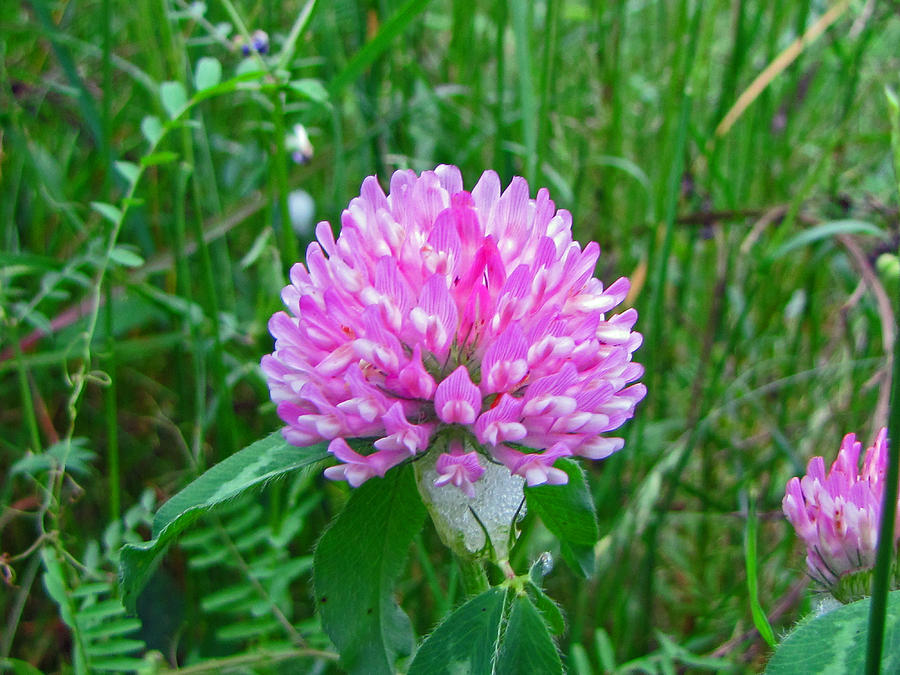 Large Red Clover Photograph by Tikvahs Hope