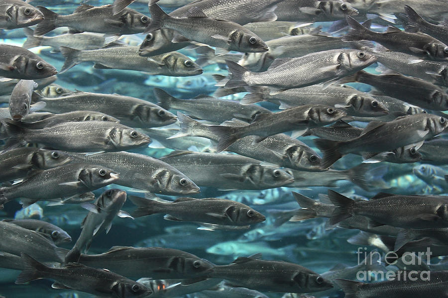 Large school of fish Photograph by Simon Bratt