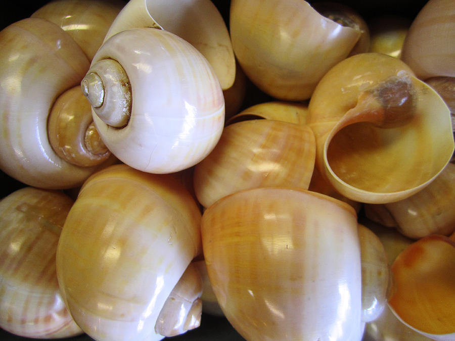 Large Snail Seashells Photograph by Kym Backland