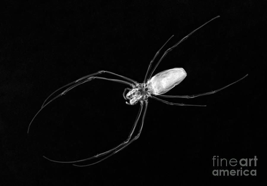 Spider Photograph - Large Spider X-ray by Ted Kinsman