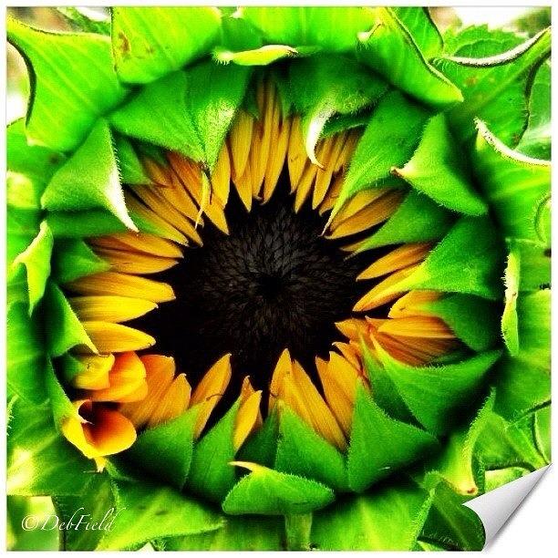 Large Sunflower Bloom.  Yellow Monday Photograph by Deb - Jim Photograhy