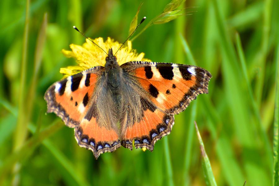 Large Tortoiseshell Butterfly Photograph by Catherine Murton