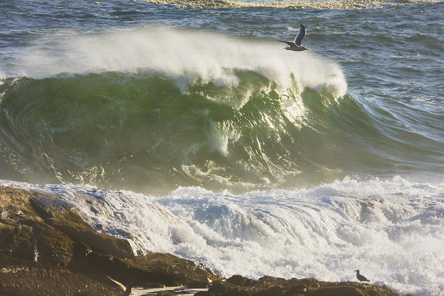 Large Waves And Seagulls Near Pemaquid Point On Maine Photograph by Keith Webber Jr