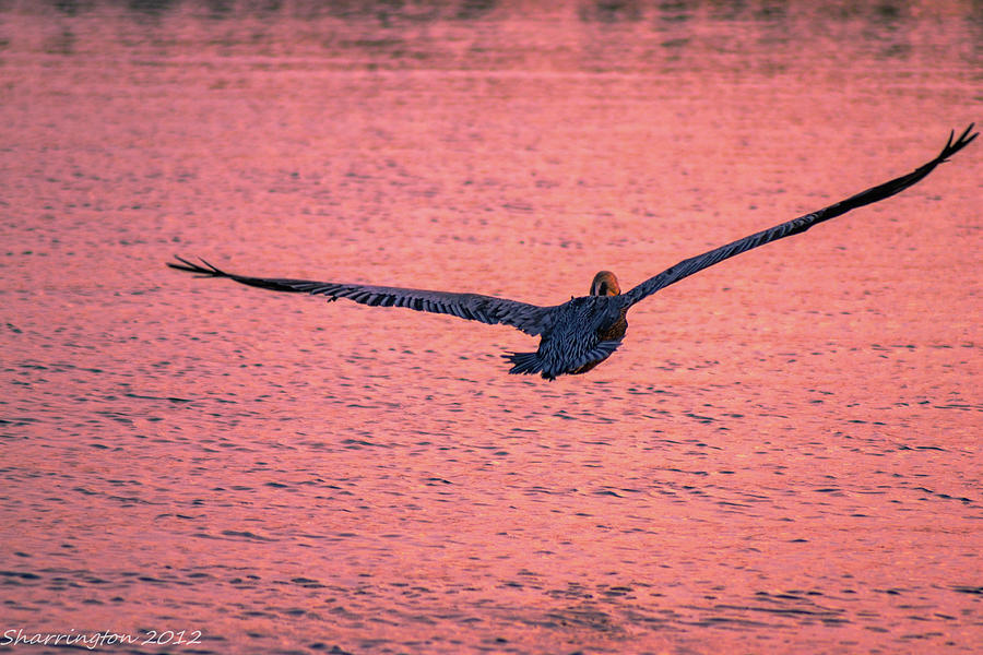 Large Wing Span Photograph by Shannon Harrington