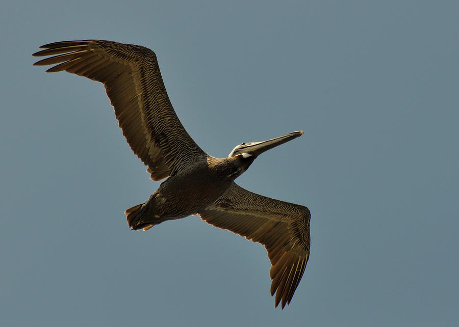 Large Winged Pelican - C4056a Photograph by Paul Lyndon Phillips