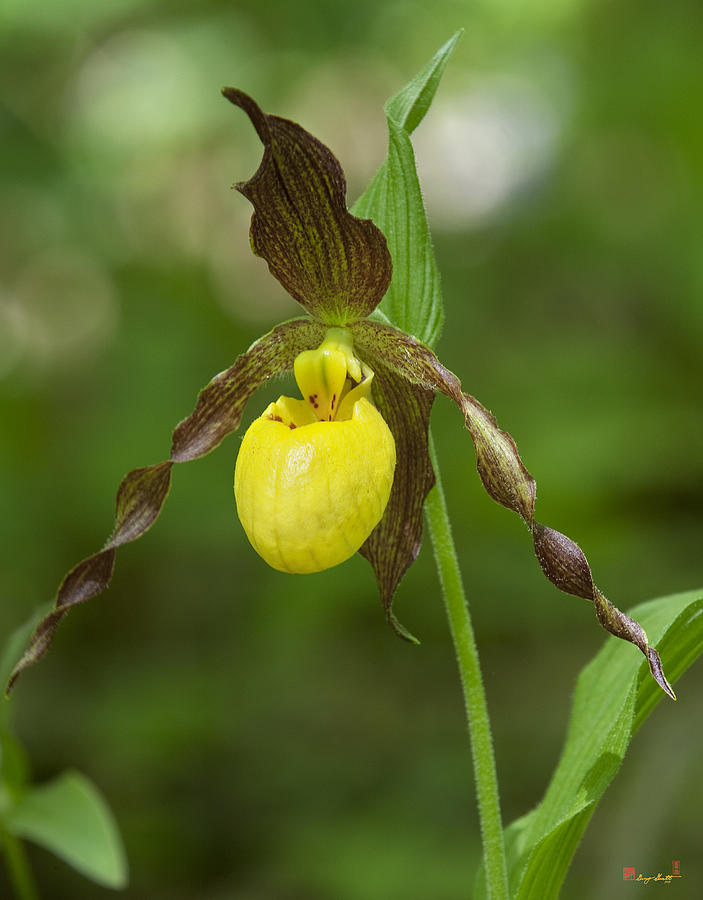 Yellow lady's slipper - Flora of Pennsylvania