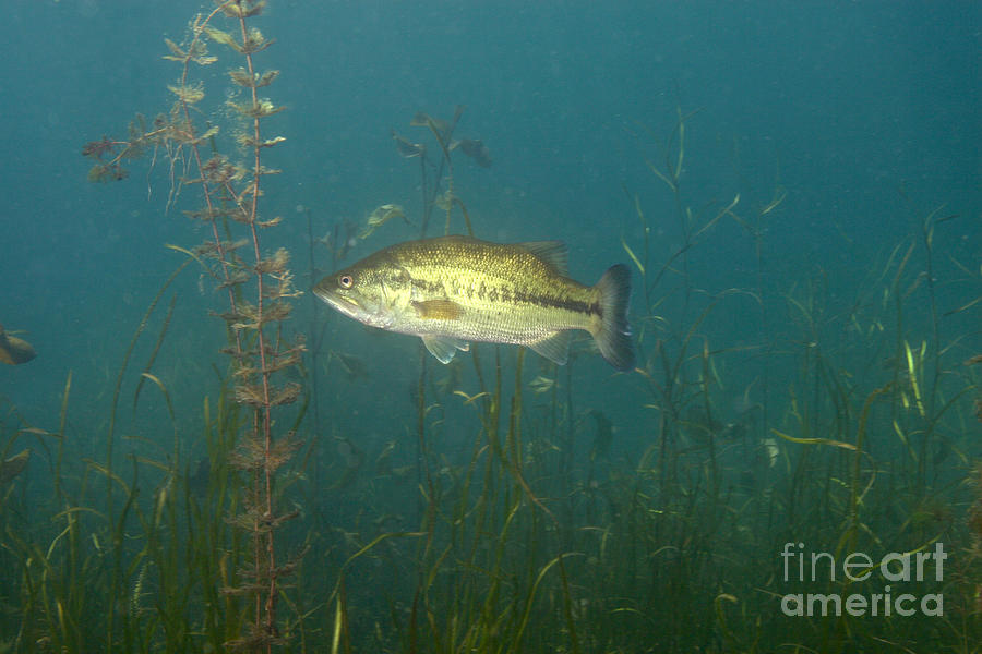 Largemouth Bass Micropterus Salmoides Photograph by Ted Kinsman