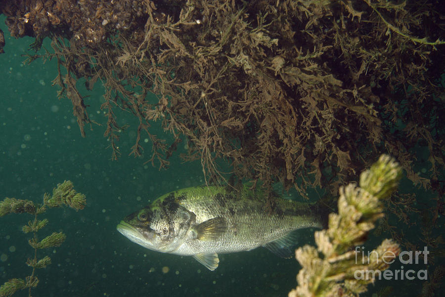 Fish Photograph - Largemouth Bass by Ted Kinsman