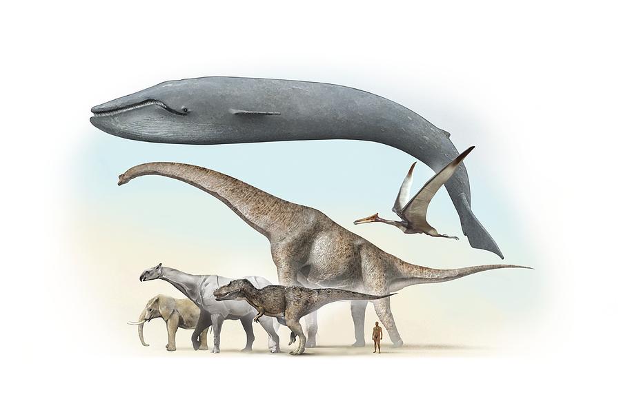 Prehistoric Photograph - Largest Animals Size Comparison by Jose Antonio PeÑas