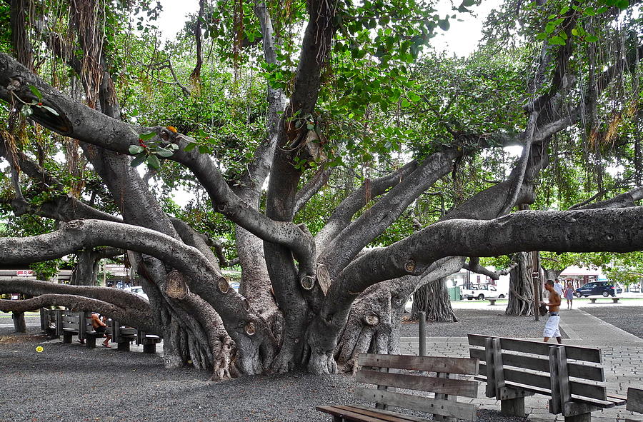 Banyan Tree Photograph - Largest Banyan Tree in the USA by Kirsten Giving