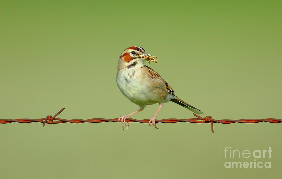 Lark Sparrows Breakfast Photograph by Robert Frederick