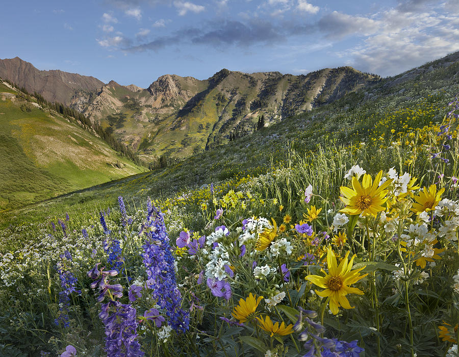 Larkspur And Sunflowers Albion Basin Photograph by Tim Fitzharris