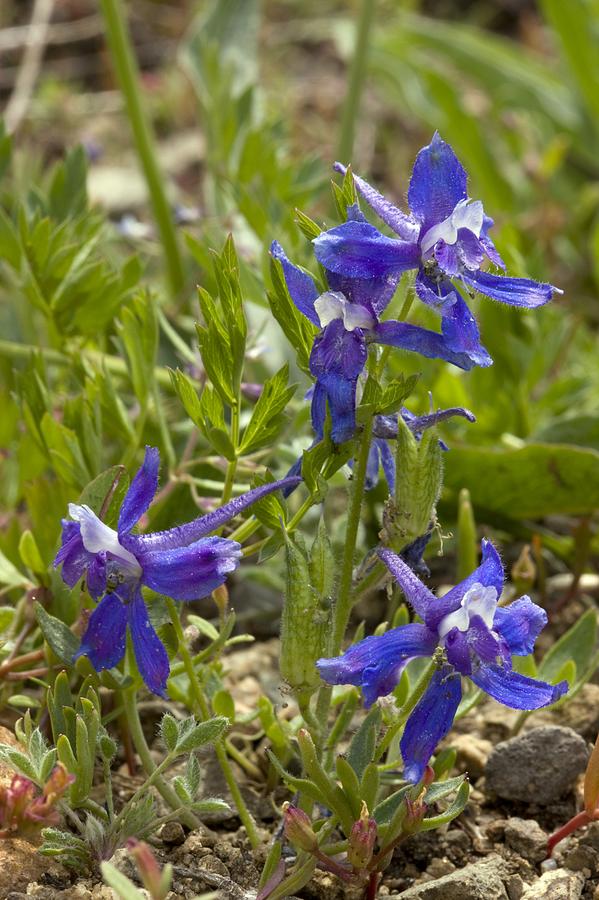 Larkspur (delphinium Nuttallianum) Photograph by Bob Gibbons - Fine Art ...
