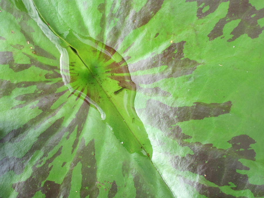 Larvae on leaf Photograph by Kevin Young-Kong - Fine Art America