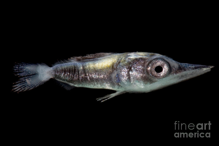 Fish Photograph - Larval Billfish by Dant Fenolio
