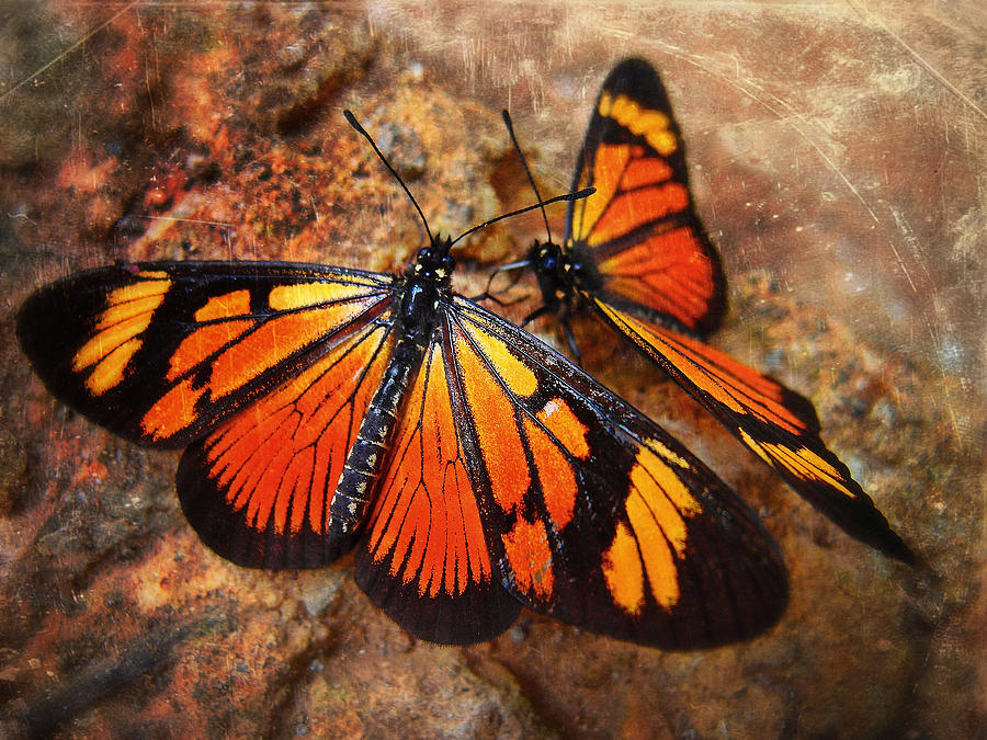 Las Mariposas Photograph by Skip Hunt