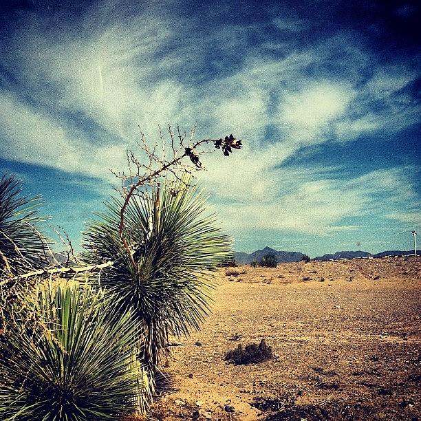 #lascruces Desert Photograph by Leah Messina