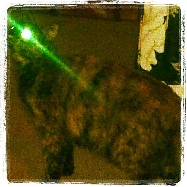 Cat Photograph - Laser Beam Eyes #cat by Anne Simon