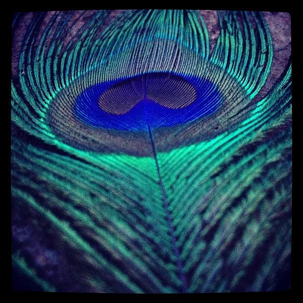 Peacock Photograph - Last Breath Of Dusk On Feather by Angela Josephine
