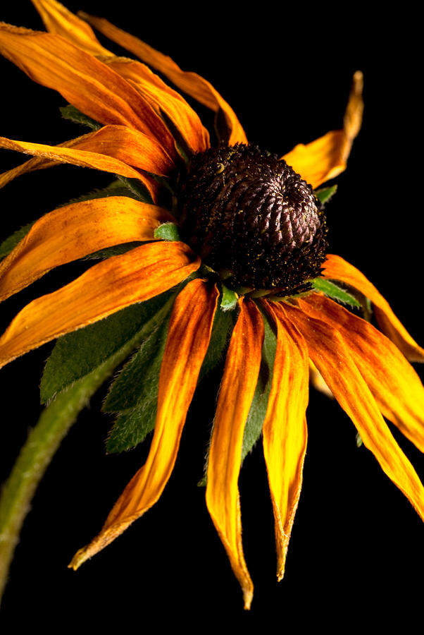 Last Day Of A Black-eyed Susan Photograph