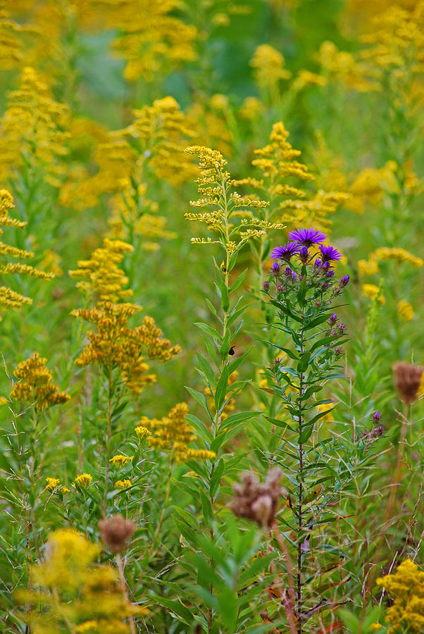 Last Day of Summer Photograph by Peter McIntosh Pixels