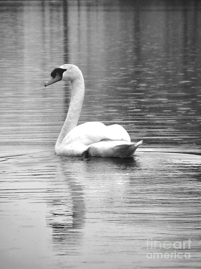 Swan Photograph - Last Glimpse by Art Dingo