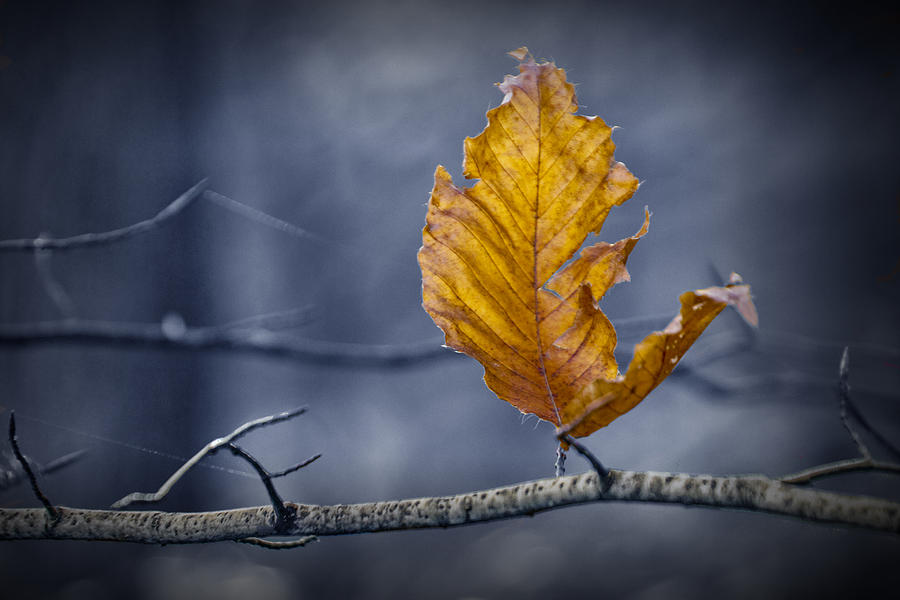 Last Leaf of Autumn Photograph by Randall Nyhof