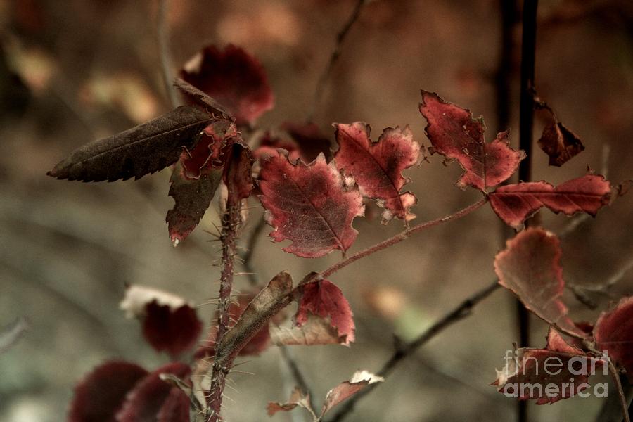Last Leaves of Summer Photograph by Ellen Heaverlo