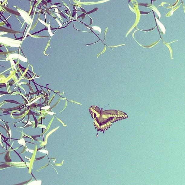 Westcoast Photograph - Last Little #flutterby For Today by Aja Reed