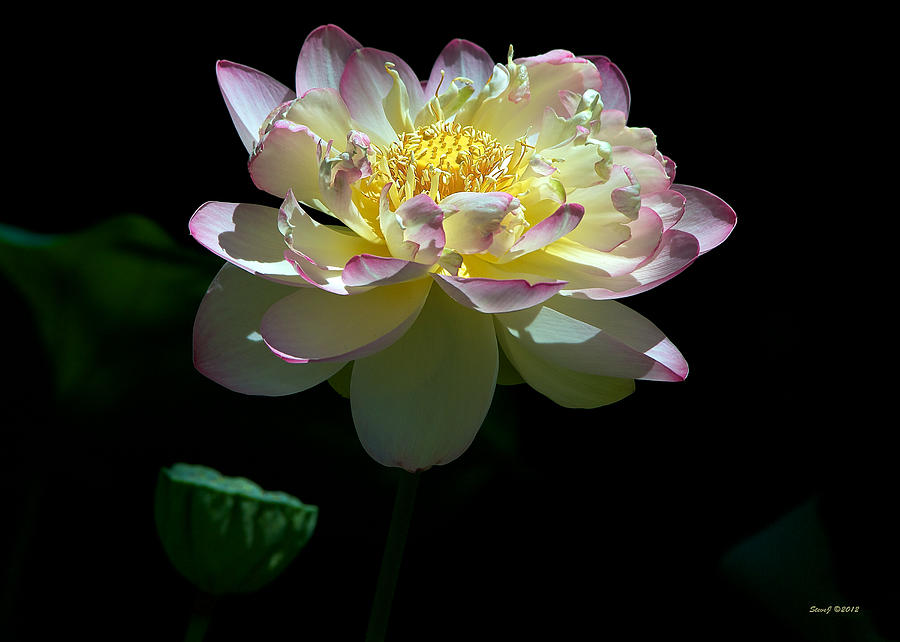 Last Lotus Blossom 2012 Photograph by Stephen Johnson