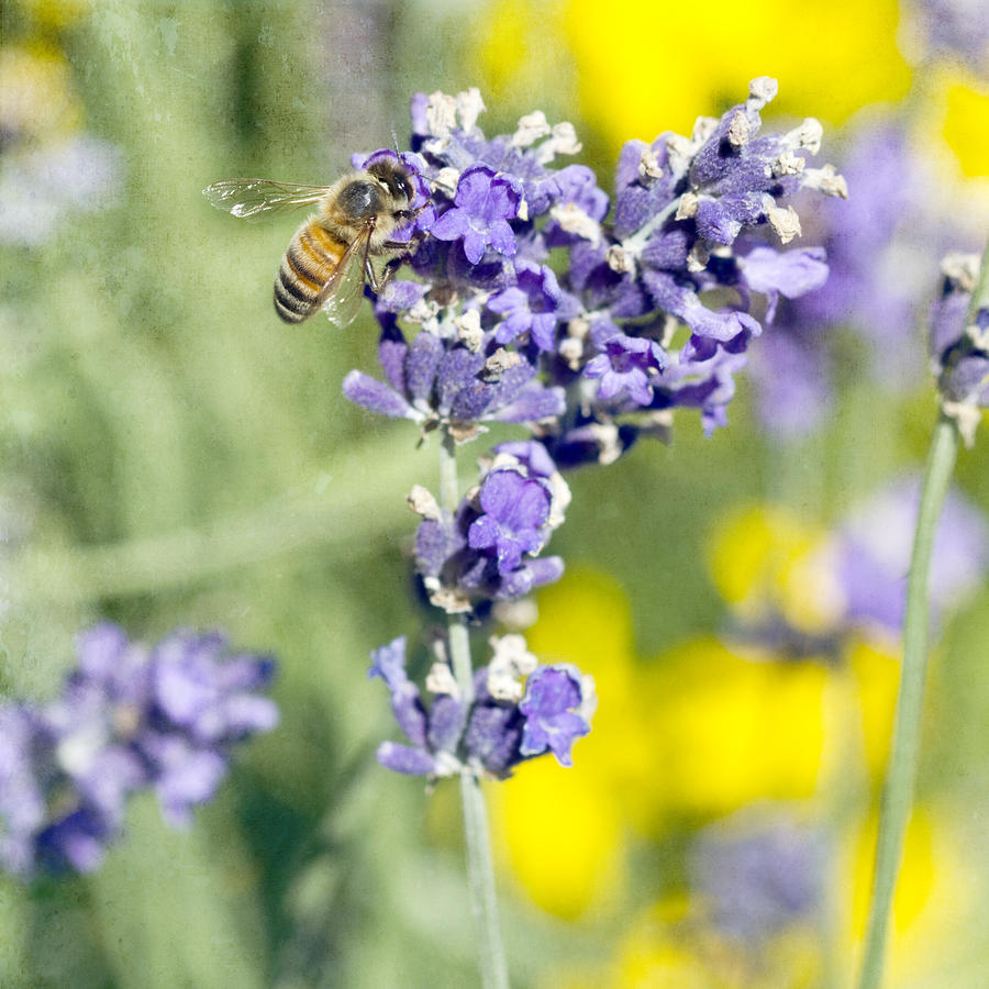 Summer Photograph - Last Of The Lavender by Rebecca Cozart
