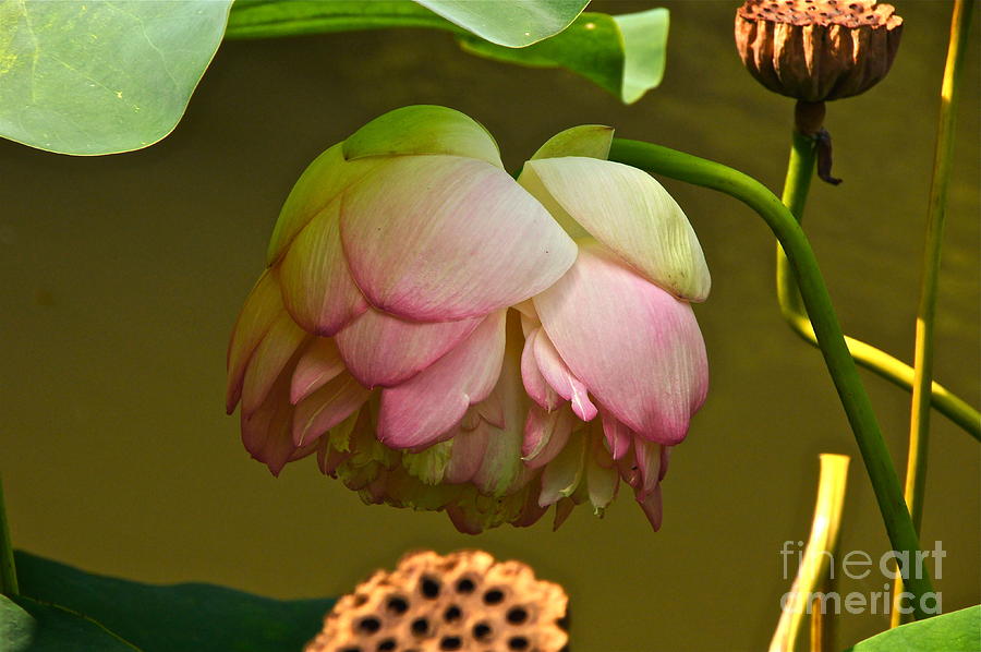 Nature Photograph - Last Of The Lotuses by Byron Varvarigos