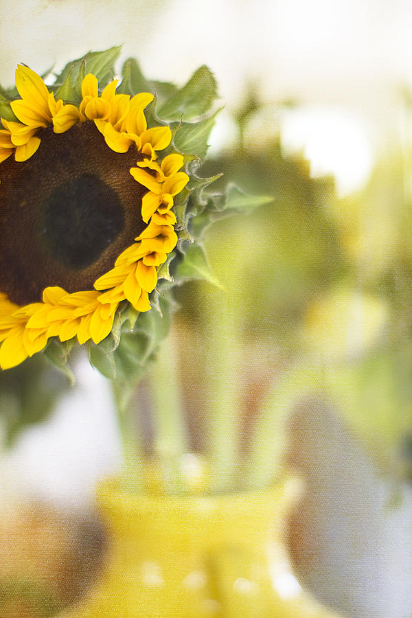Sunflower Photograph - Last of the Season by Rebecca Cozart