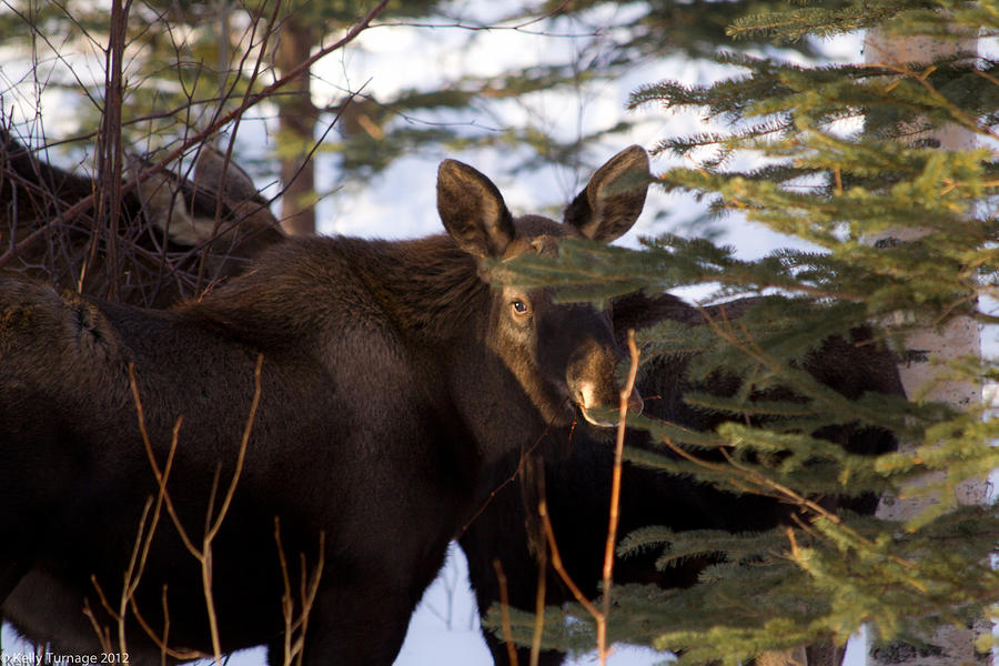 Moose Photograph - Last Peek by Kelly Turnage