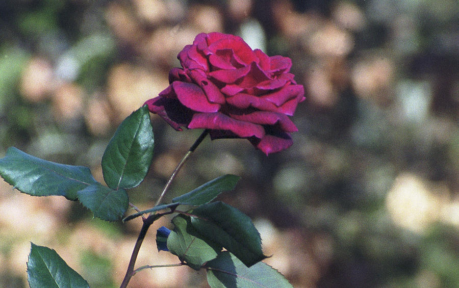 Last Rose of Summer Photograph by Wanda Brandon