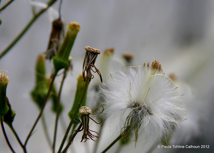 Milkweed Photograph - Last Seeds of Summer by Paula Tohline Calhoun