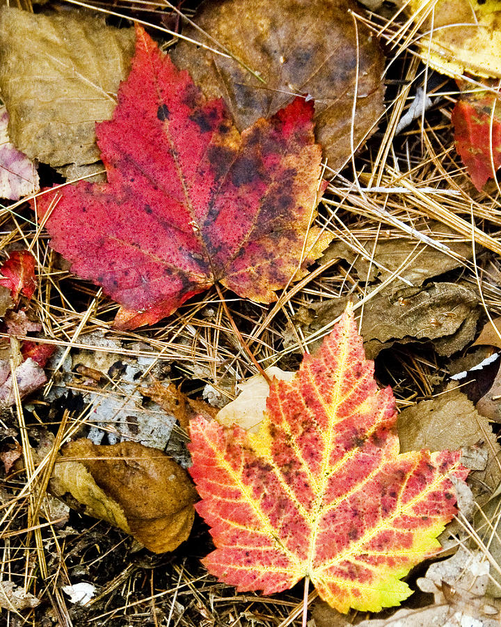 Last Signs of Fall Photograph by Bob Bailey - Fine Art America