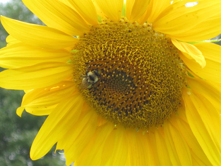 Bee On Sunflower  Photograph by Jeffrey Koss