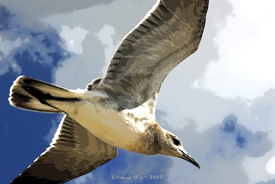 Seagull Photograph - Last Winds of Hurricane Issac  by G Adam Orosco