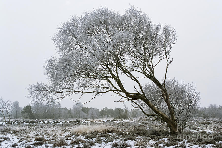 Winter Photograph - Last winter day by Wedigo Ferchland