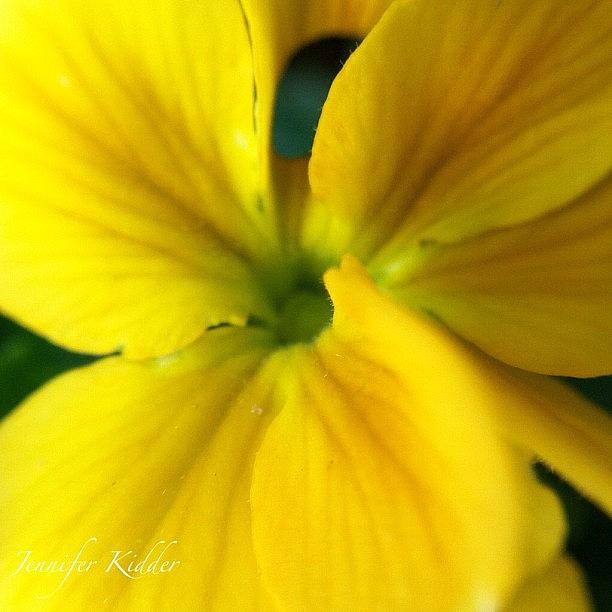 Last Yellow Flower Till May...😢 Photograph by Jennifer K