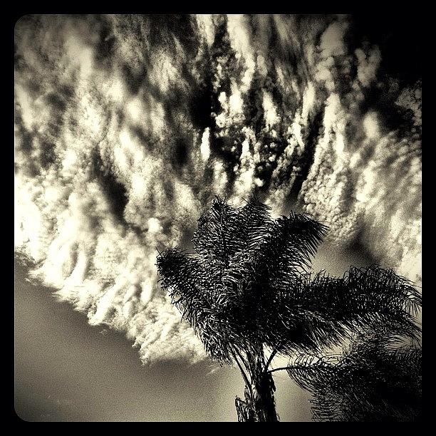 Tree Photograph - Late Afternoon Breeze by S Michelle Reese