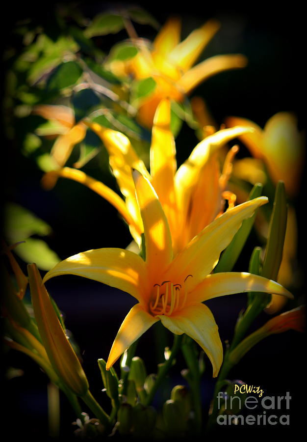 Lily Photograph - Late-Day-Lily by Patrick Witz