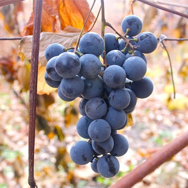 Grape Photograph - Late Harvest by Justin Connor