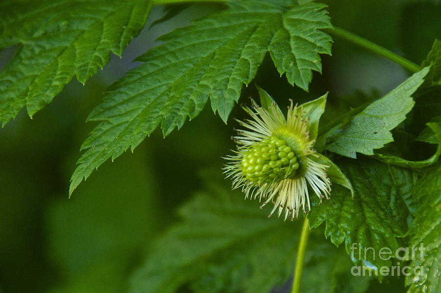 Late Salmonberry Photograph by Sean Griffin